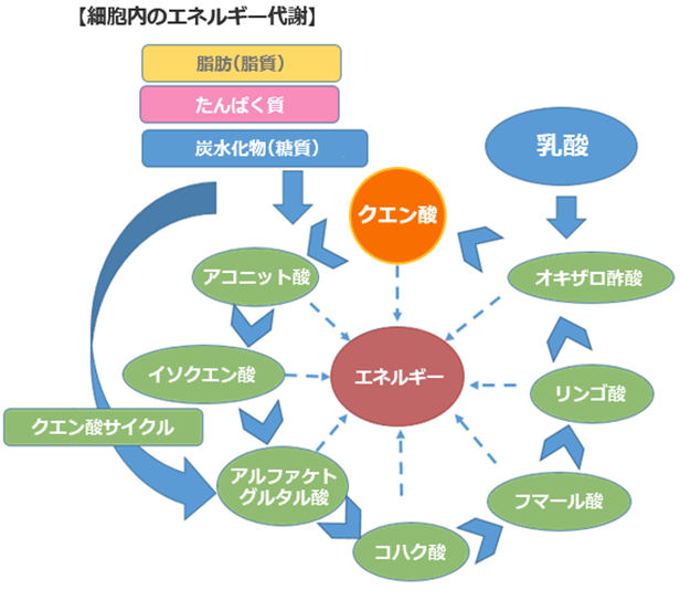 細胞内のエネルギー代謝